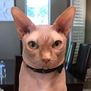 Meet your Posher, Riley